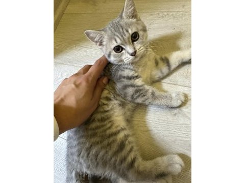 26 nisan doğumlu scottish fold bebekler