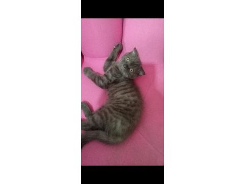 Scottish fold nadir renk