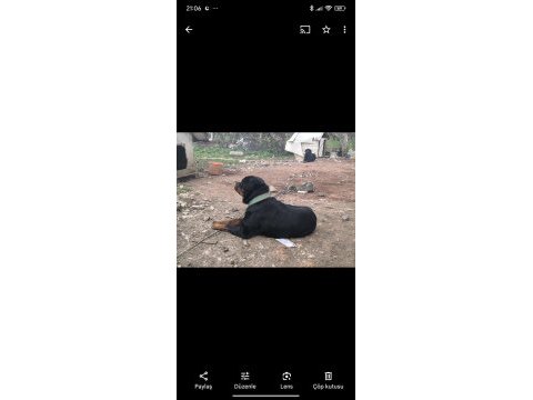 Damızlık erkek ve dişi rottweiler ve yavrular