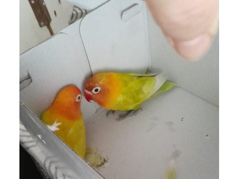 Sarı kırmızı eş cennet papağanı