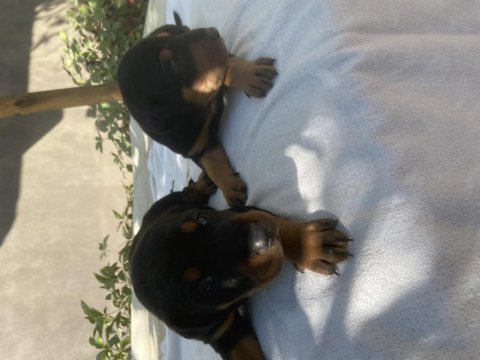 Has doberman köpeği burada