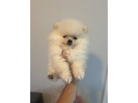 Pomeranian bebek köpekler