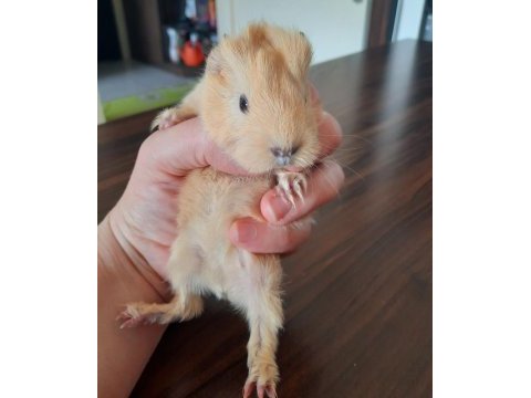 Peruvan ginepig yavrularımız