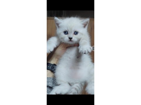 British shorthair kedisi