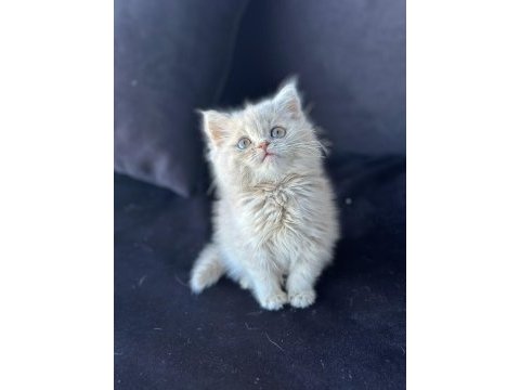 Ankaranın en özel bebekleri british shorthair