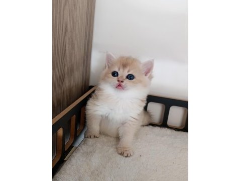Çok yakışıklı bir erkek kedimiz