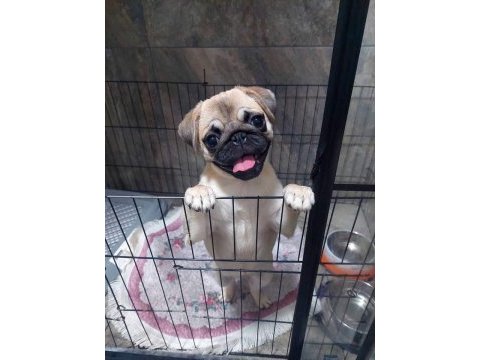 Muhteşem pug mops yavru köpekler