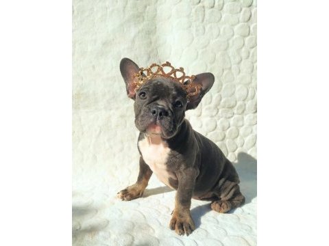 French bulldog ile farklı bağlar kurabilirsiniz
