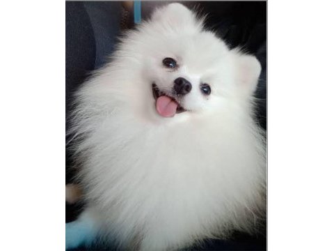 Aşılı bakımlı spitz yavru
