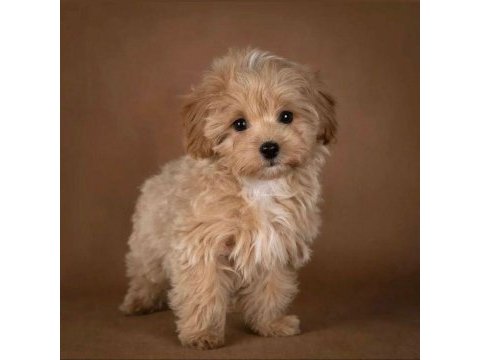 Irk ve sağlık garantili kıvırcık maltipoo bebekler