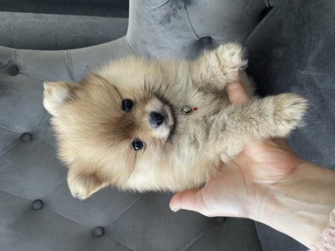 Dişi minik pomeranian