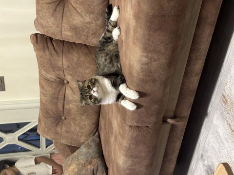 Scottish fold