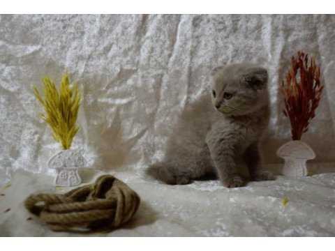 Dikkat çekici güzellikte scottish fold yavrumuz