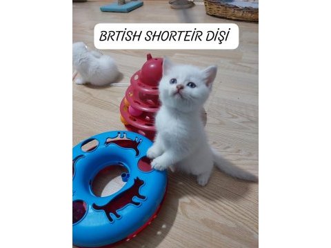 Mavi gözlü british paşam hazır