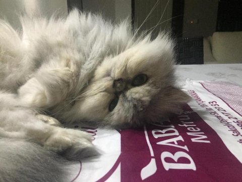 Chinchilla dişi kedimiz