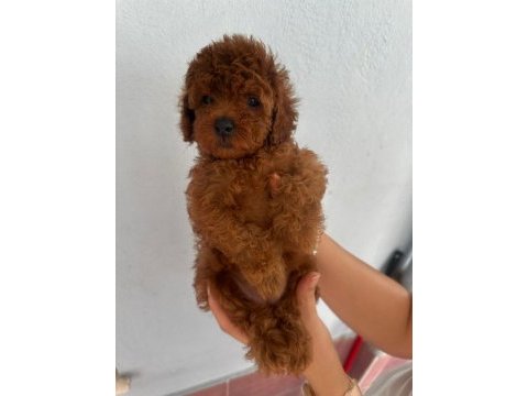 Yok böyle bir poodle