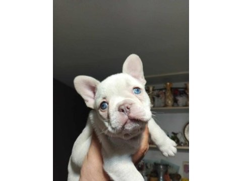 2 buçuk aylık erkek platinium french bulldog
