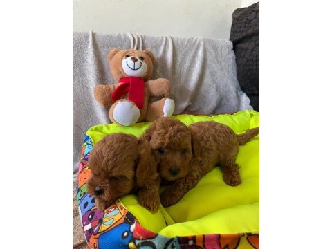 Toy poodle bebekler