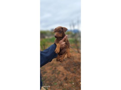 Safkan ırk ve sağlık garantili doberman