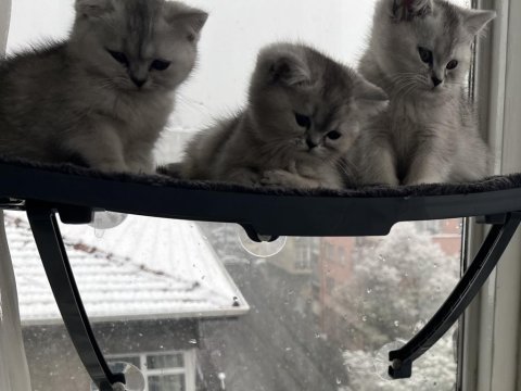 Tatlı british shorthair bebeklere tatlı yuva