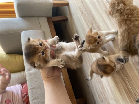 Golden scottish fold bebek yavrular