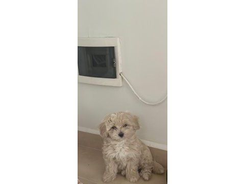 2 aylık orjinal maltipoo 0 numara