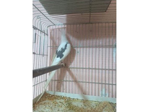 Heavy sultan papağanı