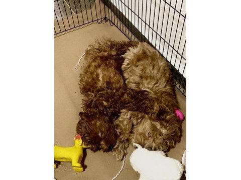 A kalite maltipoo