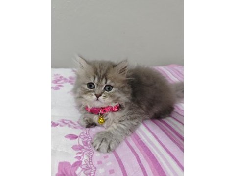 Safkan british shorthair blue golden minnaklarım