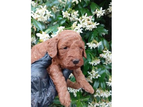 Siyah inci ırk ve sağlık garanti toy poodle bebekler