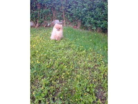 1 erkek 2 dişi pomeranian boo yavrular