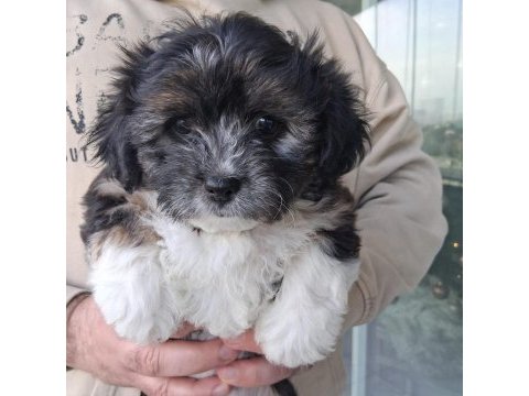 Morkie özel ırk yavrular