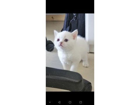 Safkan british shorthair mavi gözlü yavrular