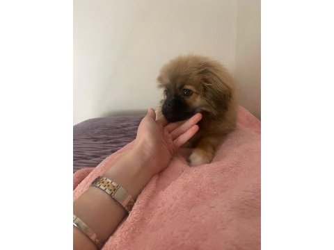 3 buçuk aylık pekinez