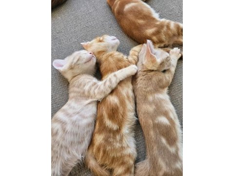 6 yavru kardeş kedimiz için sevgi dolu yuva arıyoruz