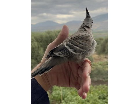 Crested pigeon (avustralya kumrusu)