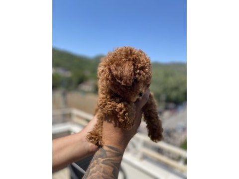 Kore orjinal teacup poodle