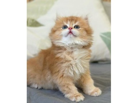 Sevecen sarı uzun tüylü ny12 british longhair