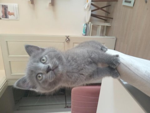 Orijinal british shorthair yavrular