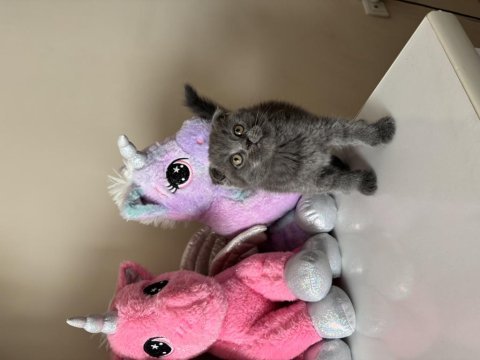 Scottish fold yavrular