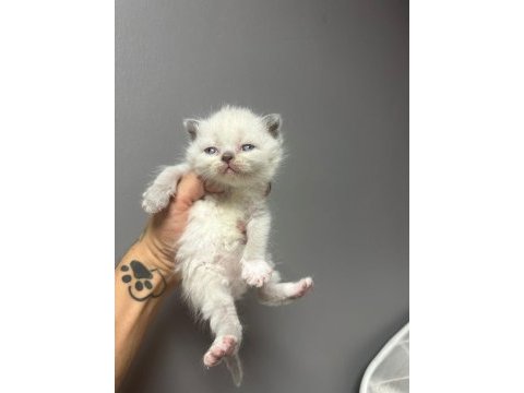 2 aylık british shorthair yavrularım