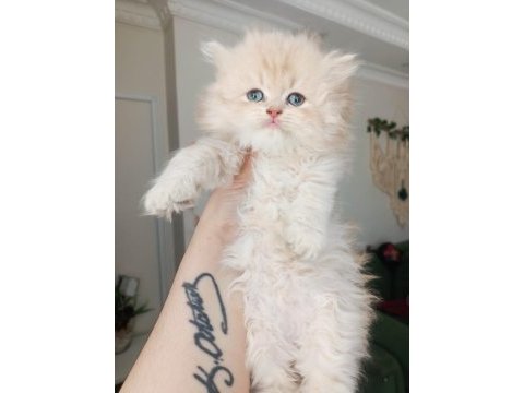 British longhair golden erkekler