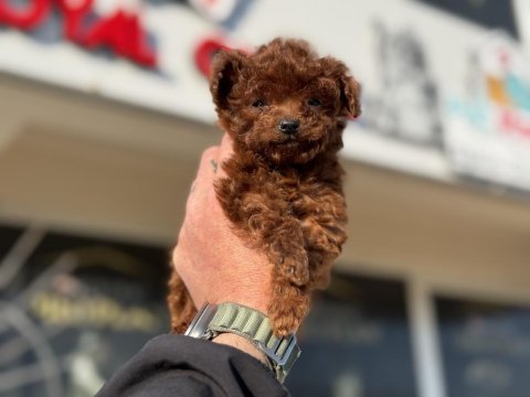 Petmode köpek çiftliğinden tiny kore poodle
