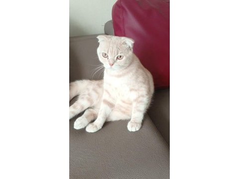 9 aylık ikiz cins kedimiz