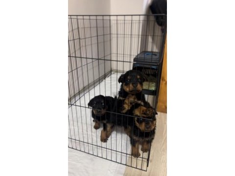 Hazır rottweiler bebekler