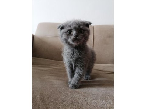 British shorthair ve scottish fold