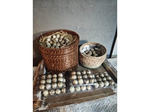Teksas bıldırcın yumurtası