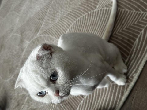 Acil sahiplendirilecek scottish fold
