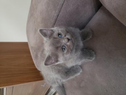 Safkan british ve scottish fold