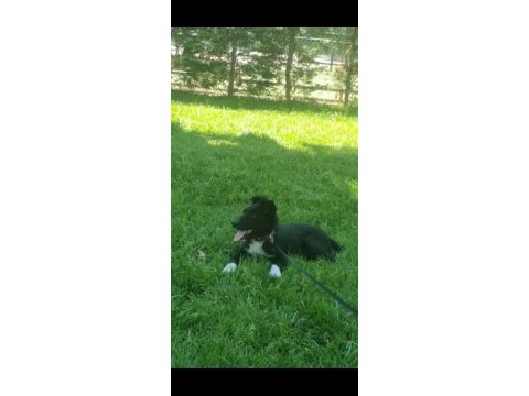 Akıllı ve hareketli border collie